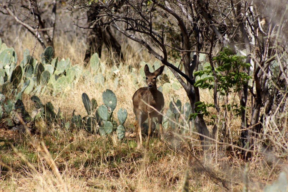 Deer at Enchanted Rock photo