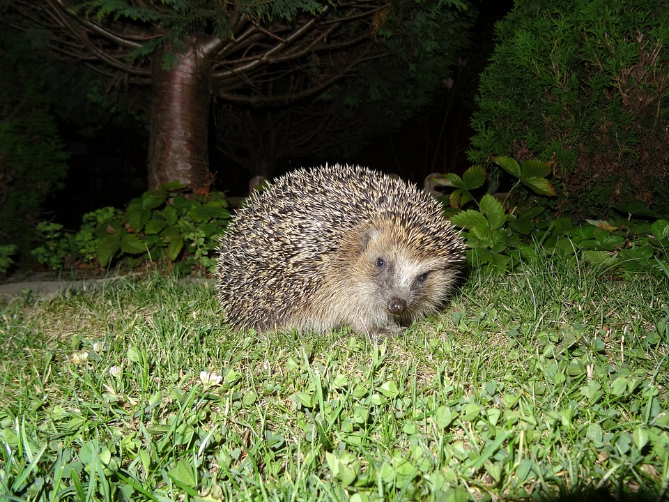 Hedgehog garden night