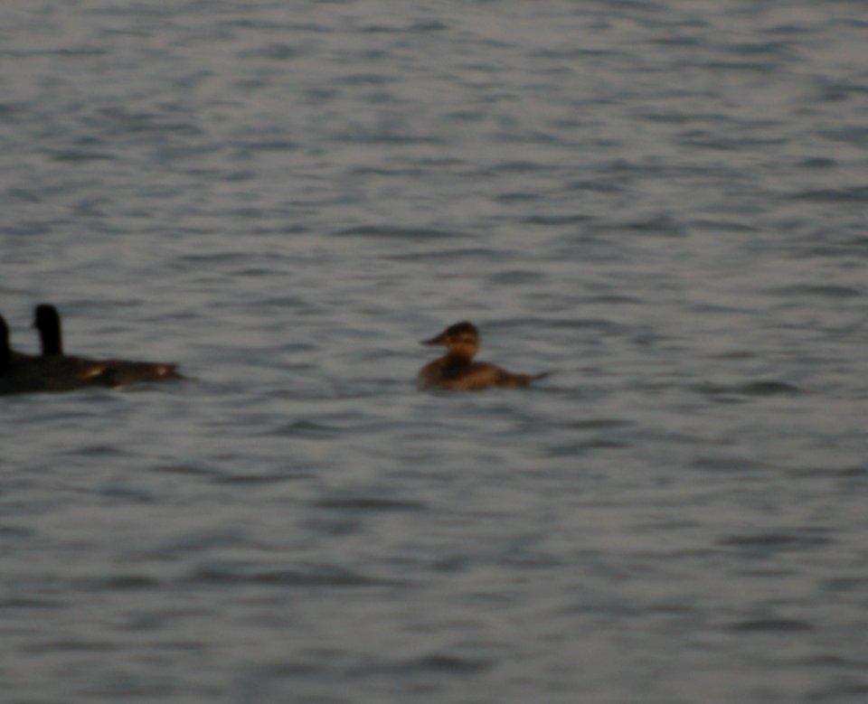 DSCN3339 c Ruddy Duck Braidwood IL 5-26-2014