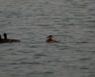 DSCN3339 c Ruddy Duck Braidwood IL 5-26-2014