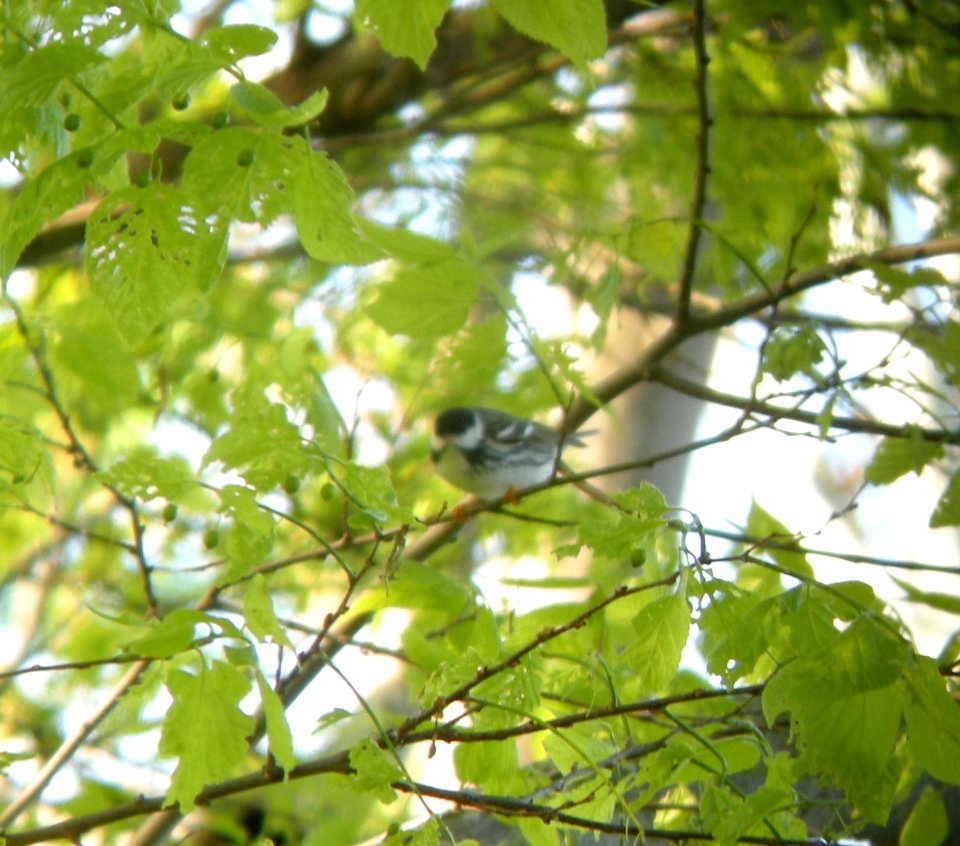 DSCN3240 c Blackpoll Warbler  Kankakee IL 5-18-2014.JPG (Photo thru bins)