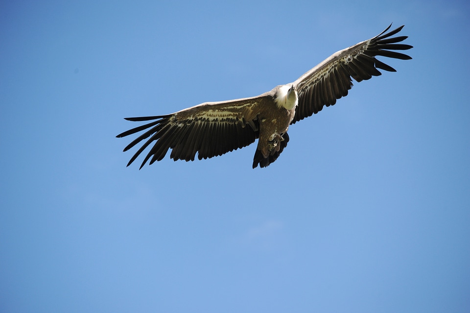Raptor wild animal plumage