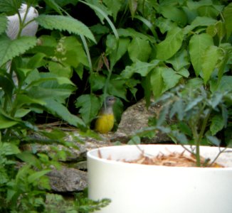DSCN3348 c Mourning Warbler  Kankakee IL 5-29-2014 (Photo thru bins)
