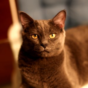 Feline Intensity