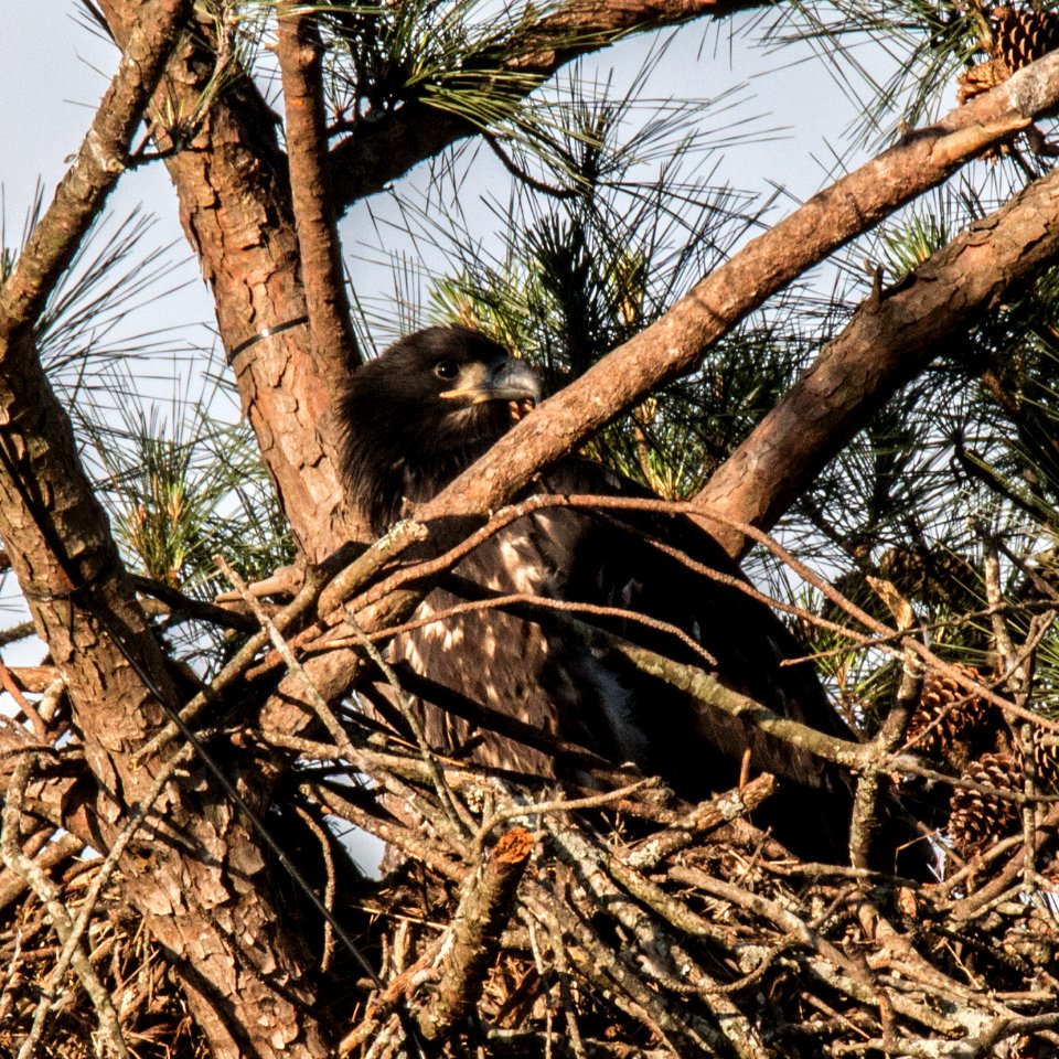 Young Bald Eagle at Berry College