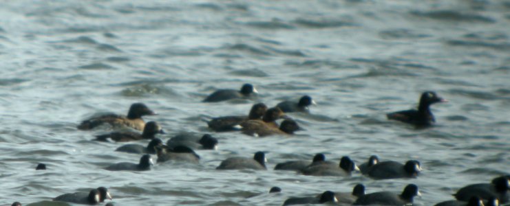 DSCN2932 c White-winged Scoter Willow Slough FWA IN 3-31-2014