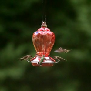 Hummingirds in Macon, Georgia on 7-18-19