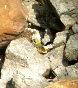 DSCN3083 c Orchard Oriole Willow Slough FWA IN 5-3-2014 (Photo thru bins)