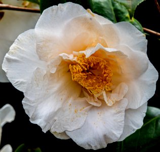 Day 78 - Victory White Camellia photo