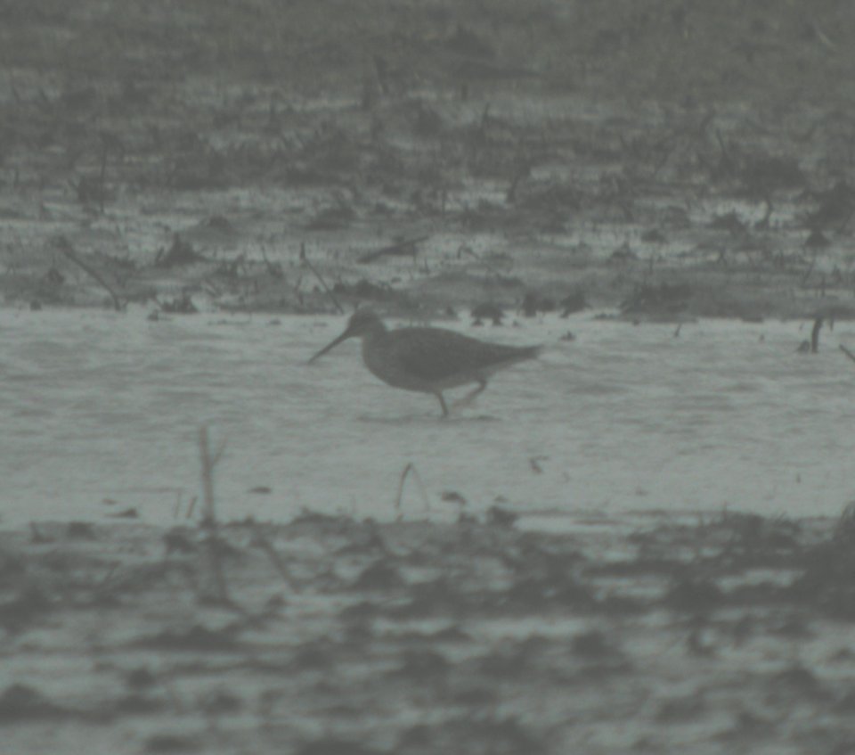 DSCN3195 c Stilt Sandpiper  Bourbonnais IL 5-9-2014