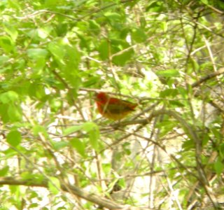 DSCN3149 c Summer Tanager  Bourbonnais IL 5-5-2014 (Photo thru bins)