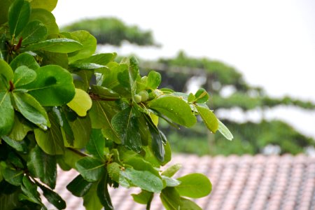 Árvore na chuva photo