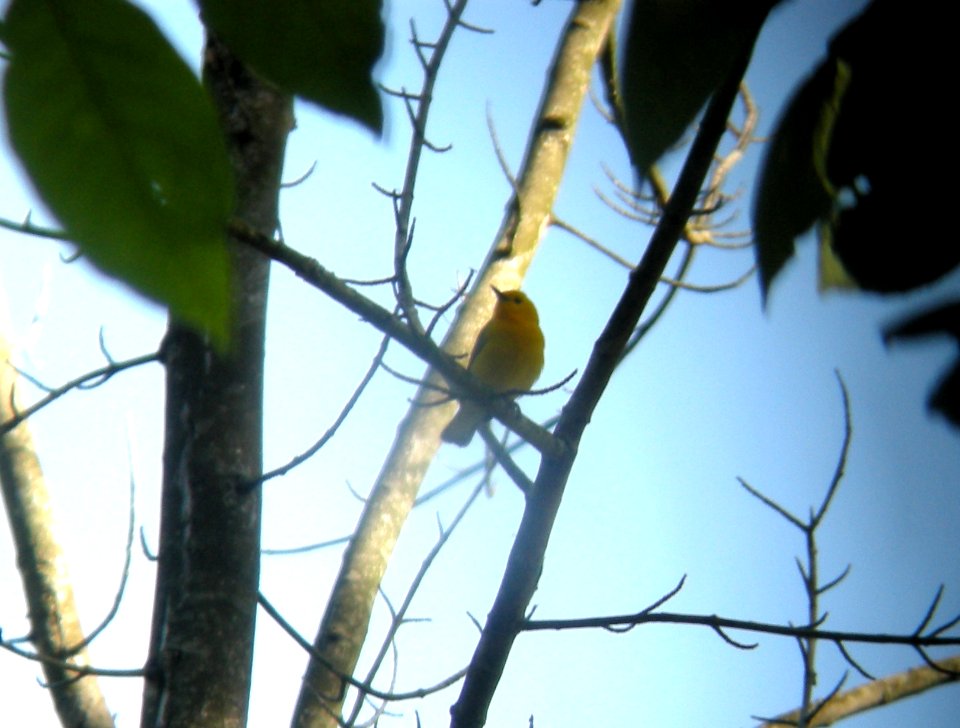 DSCN3299 c Prothonotary Warbler Kankakee Co IL 5-23-2014 (Photo thru bins)