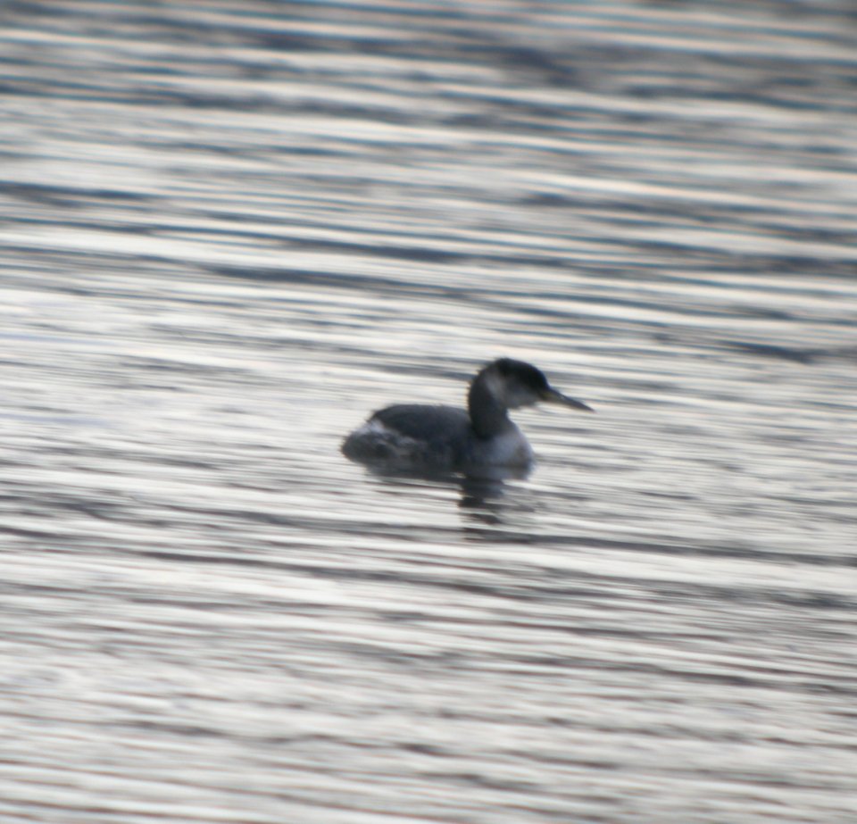 DSCN2943 c Red-necked Grebe Kankakee IL 4-8-2014