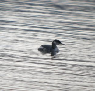 DSCN2943 c Red-necked Grebe Kankakee IL 4-8-2014