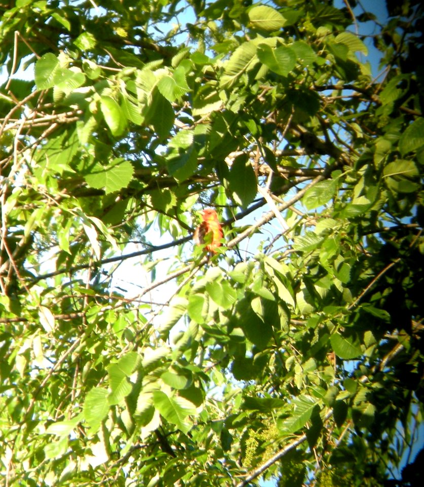DSCN3421 c Scarlet Tanager  Kankakee River SP Will Co IL 6-13-2014 (Photo thru bins)