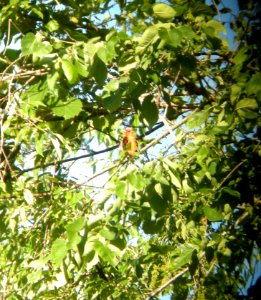 DSCN3421 c Scarlet Tanager  Kankakee River SP Will Co IL 6-13-2014 (Photo thru bins)