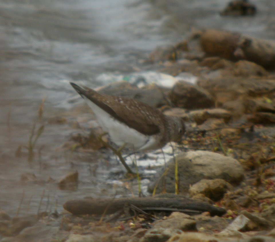 DSCN3111 c Solitary Sandpiper Kankakee IL 4-27-2014