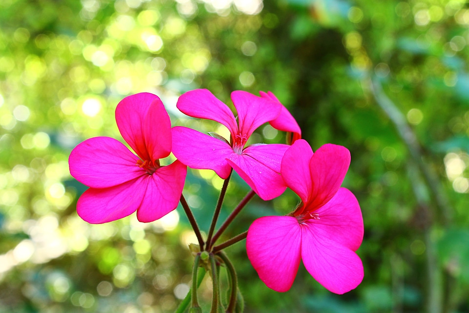 Sierra flower flowers nature