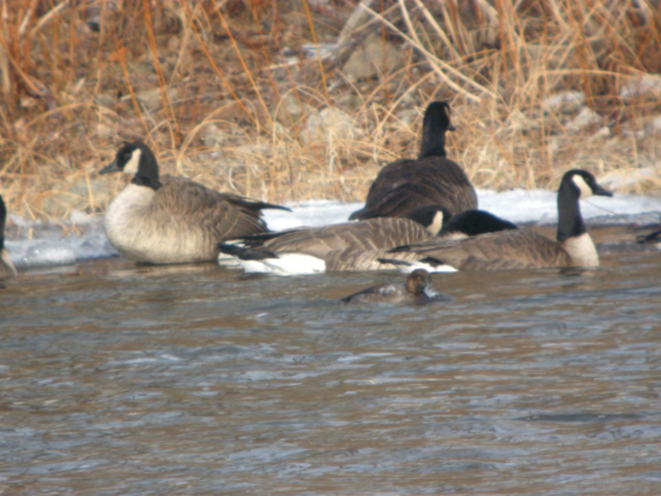 DSCN1326 Greater Scaup Kankakee Co IL 12-26-2013