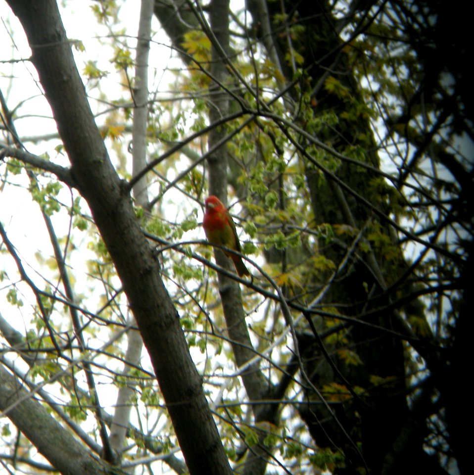 DSCN3069 c Summer Tanager Kankakee IL 4-30-2014 (Photo thru bins)