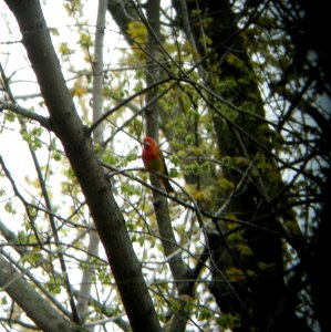 DSCN3069 c Summer Tanager Kankakee IL 4-30-2014 (Photo thru bins)