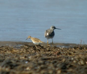 DSCN2885 c Pectoral Sandpiper + Lesser Yellowlegs  Aroma Park IL 3-30-2014