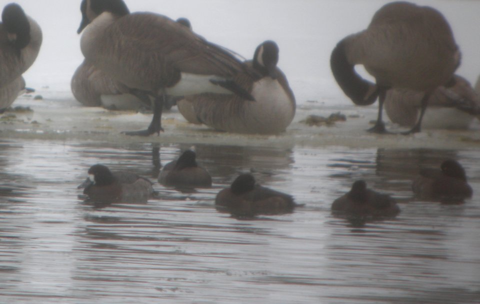 DSCN1239 c Greater Scaup Kankakee Co IL 12-17-2013