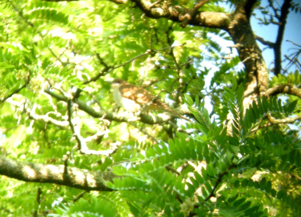 DSCN3386 c Black-billed Cuckoo  Bourbonnais IL 5-30-2014 (Photo thru bins)
