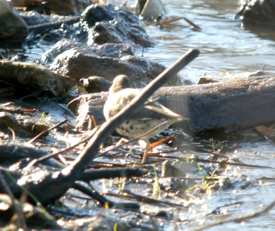 DSCN2976 c Spotted Sandpiper Kankakee IL 4-15-2014
