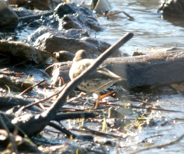 DSCN2976 c Spotted Sandpiper Kankakee IL 4-15-2014