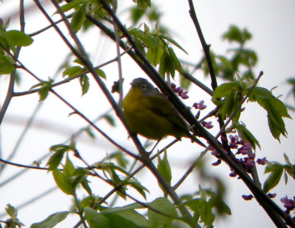 DSCN3099 c Nashville Warbler Kankakee IL 5-4-2014 (Photo thru bins)