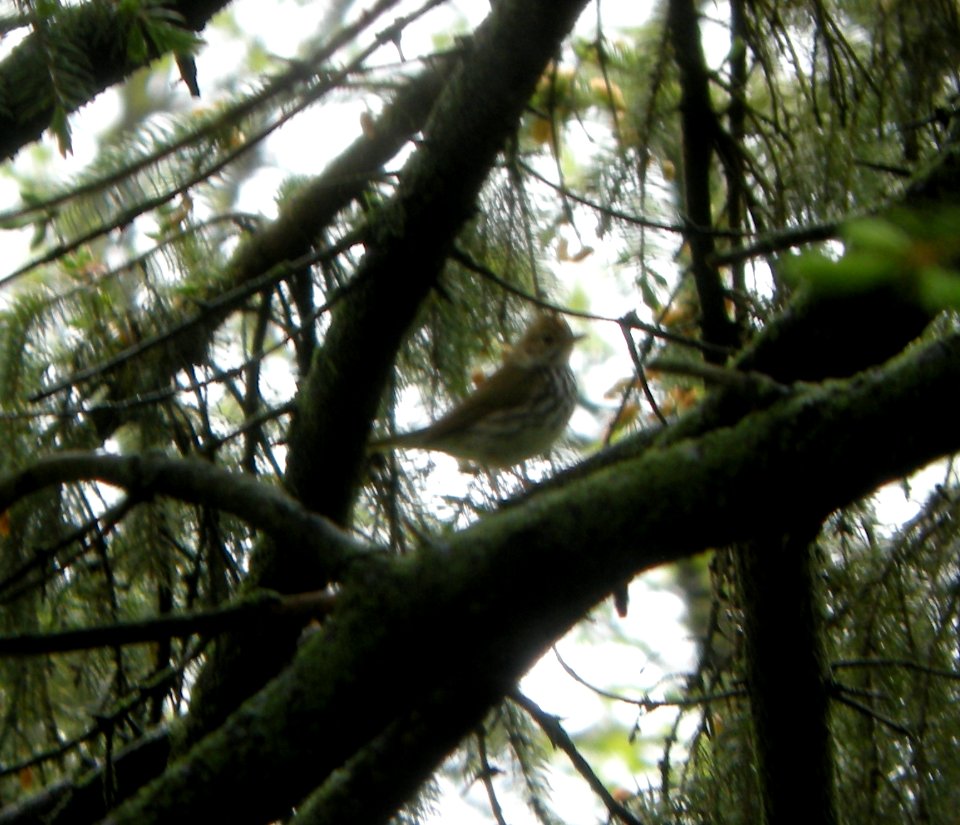 DSCN3205 c Ovenbird Kankakee IL 5-9-2014 (Photo thru bins)