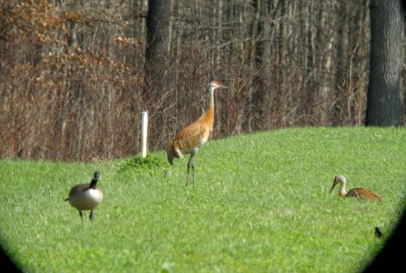 DSCN3154 c Sandhill Crane Willow Slough FWA IN 5-3-2014