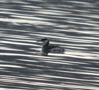 DSCN2942 c Red-necked Grebe Kankakee IL 4-8-2014