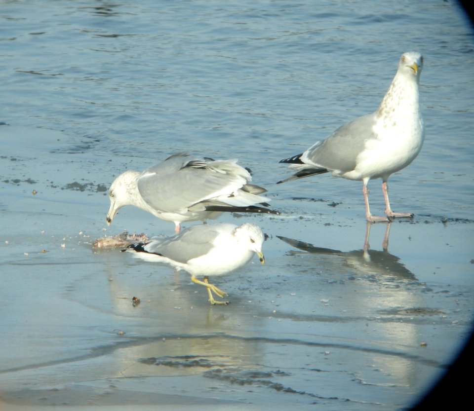 DSCN1413 c Ring-billed & Herring Gull Kankakee Co IL 1-4-2014