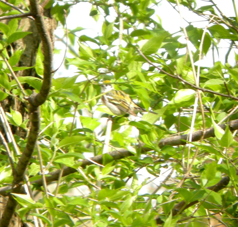 DSCN3167 c Chestnut-sided Warbler Bourbonnais IL 5-5-2014 (Photo thru bins)