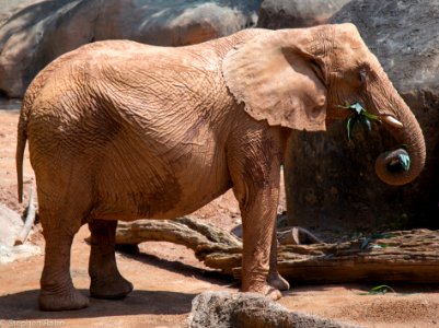 Zoo Atlanta Elephant