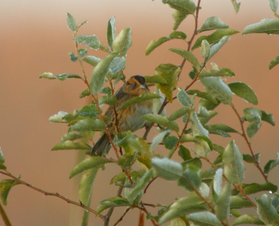 DSCN0760 c Nelson's Sparrow Newton Co IN 9-30-2013