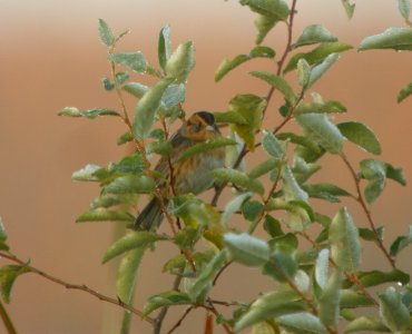 DSCN0760 c Nelson's Sparrow Newton Co IN 9-30-2013