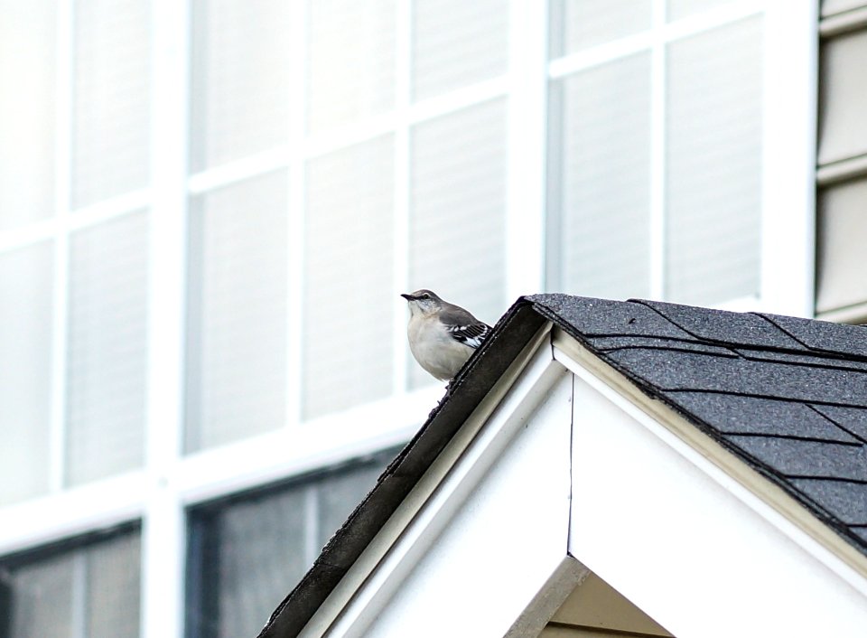 On the Lookout