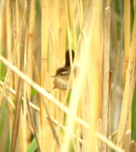 DSCN3223 c Marsh Wren Willow Slough FWA IN 5-14-2014 (Photo thru bins)