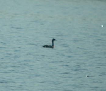 DSCN0216 c Eared Grebe Willow Slough FWA IN 8-18-13