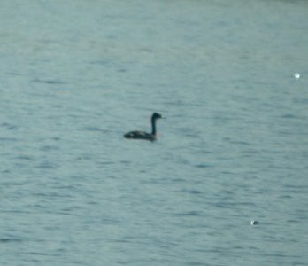 DSCN0216 c Eared Grebe Willow Slough FWA IN 8-18-13 photo