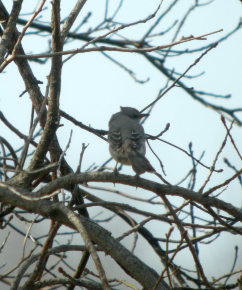 DSCN3040 c Northern  Mockingbird NW Newton Co IN 4-20-2014