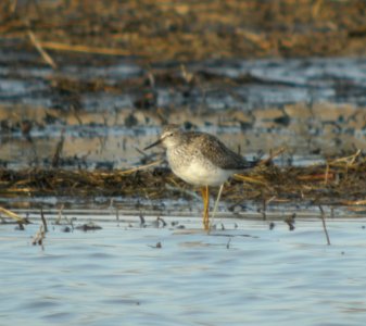 DSCN2912 c Lesser Yellowlegs TNC Kankakee Sands IN 3-31-2014