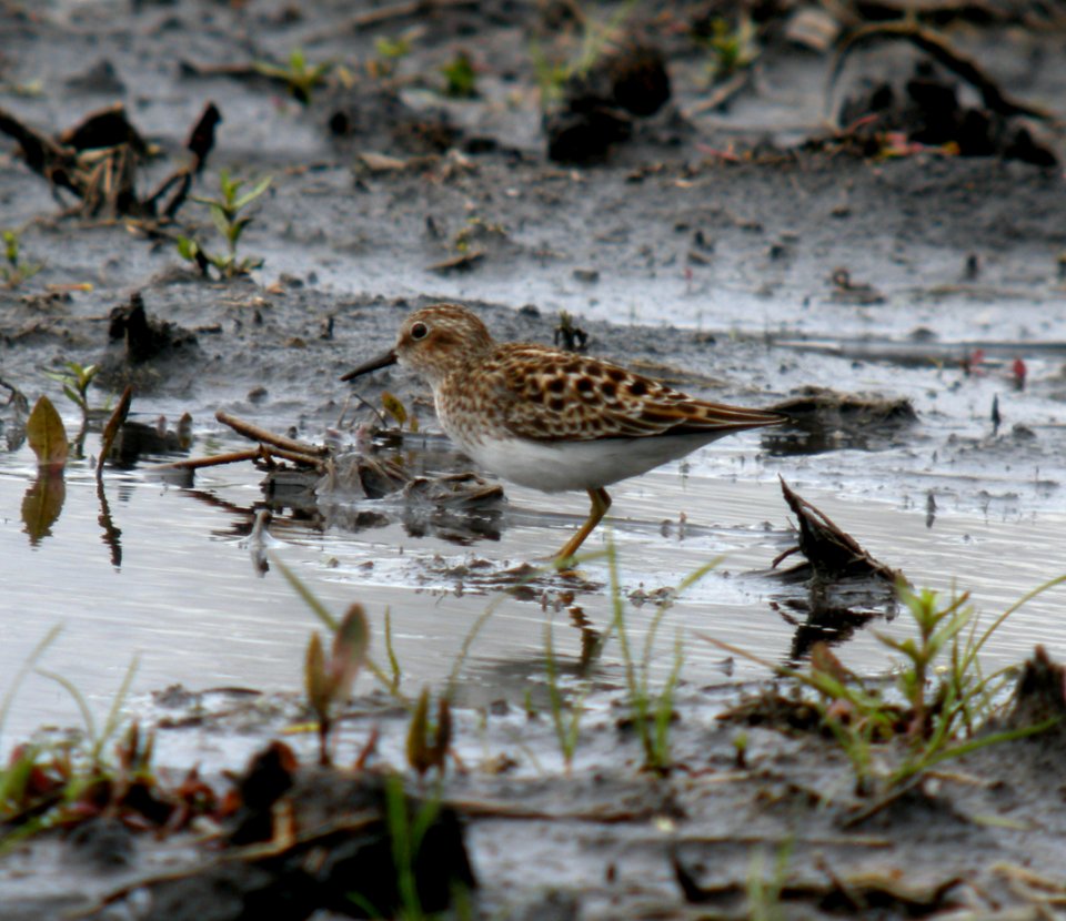 DSCN3143 c Least Sandpiper Aroma Park IL 4-29-2014