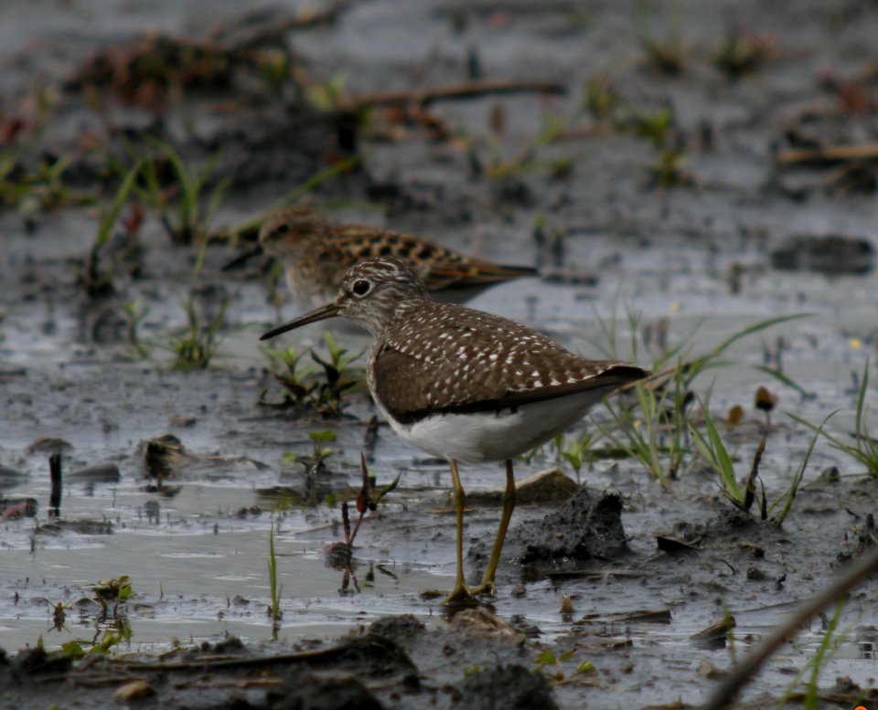 DSCN3139 c Solitary Sandpiper Aroma Park IL 4-29-2014