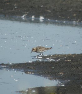 DSCN0606 c Baird's Sandpiper Kankakee Co IL 9-12-2013