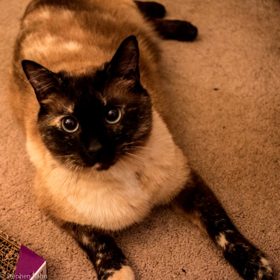 Still waiting on my treats.